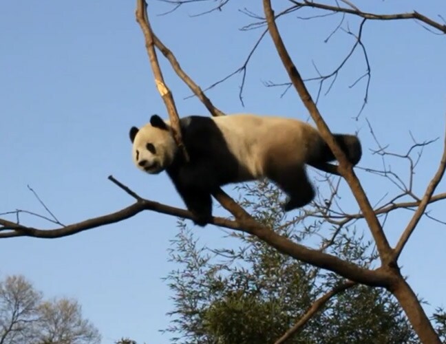 panda preview three